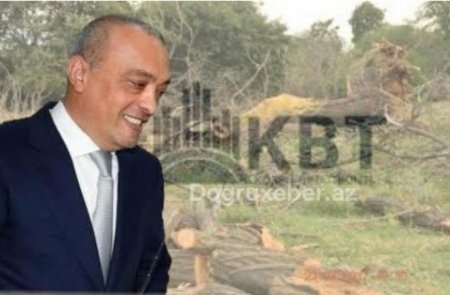 Zərdab rayonunda meşə zolağını MƏHV ETDİLƏR VƏ... - ÖZBAŞINA QALIBLAR...