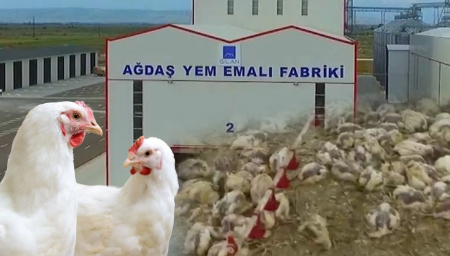 Siyəzəndə “zəhərli yem” FACİƏSİ: 100 minlik ziyan, saxta sənədlər, vergidən yayınma – AQTA məsuliyyəti niyə BOYNUNDAN ATIR?